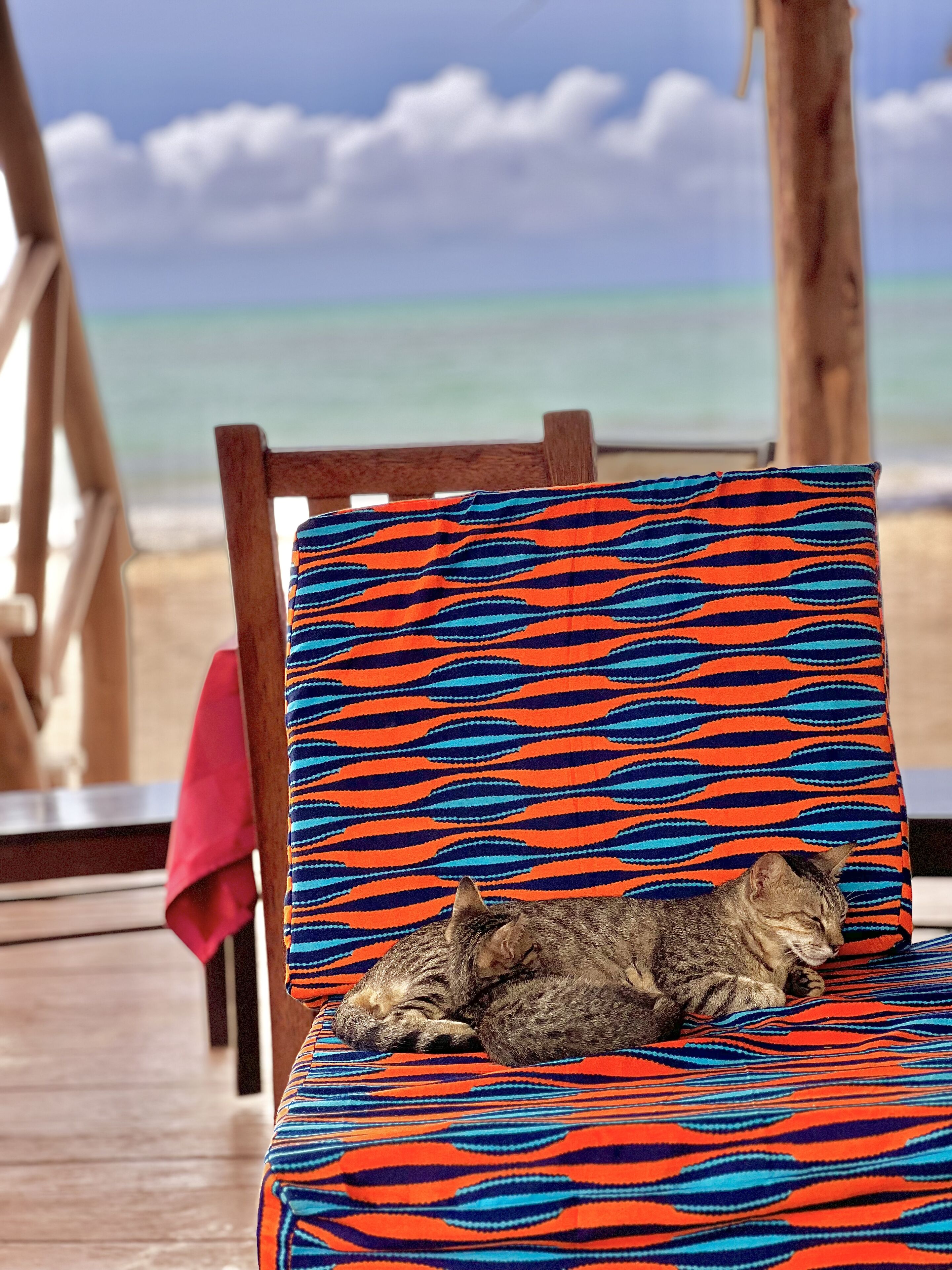 A chair with a striped fabric, a cat lying on it, and a view of the ocean.