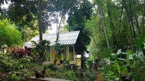 A rustic wooden bench overlooking a small stream, surrounded by lush greenery and a yellow building with a corrugated metal roof. - Chang Pai (Pai)
