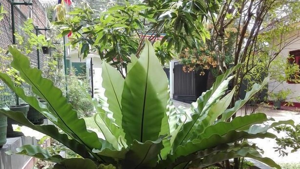 Ein Blumentopf mit großen Blättern auf einem Holztisch.