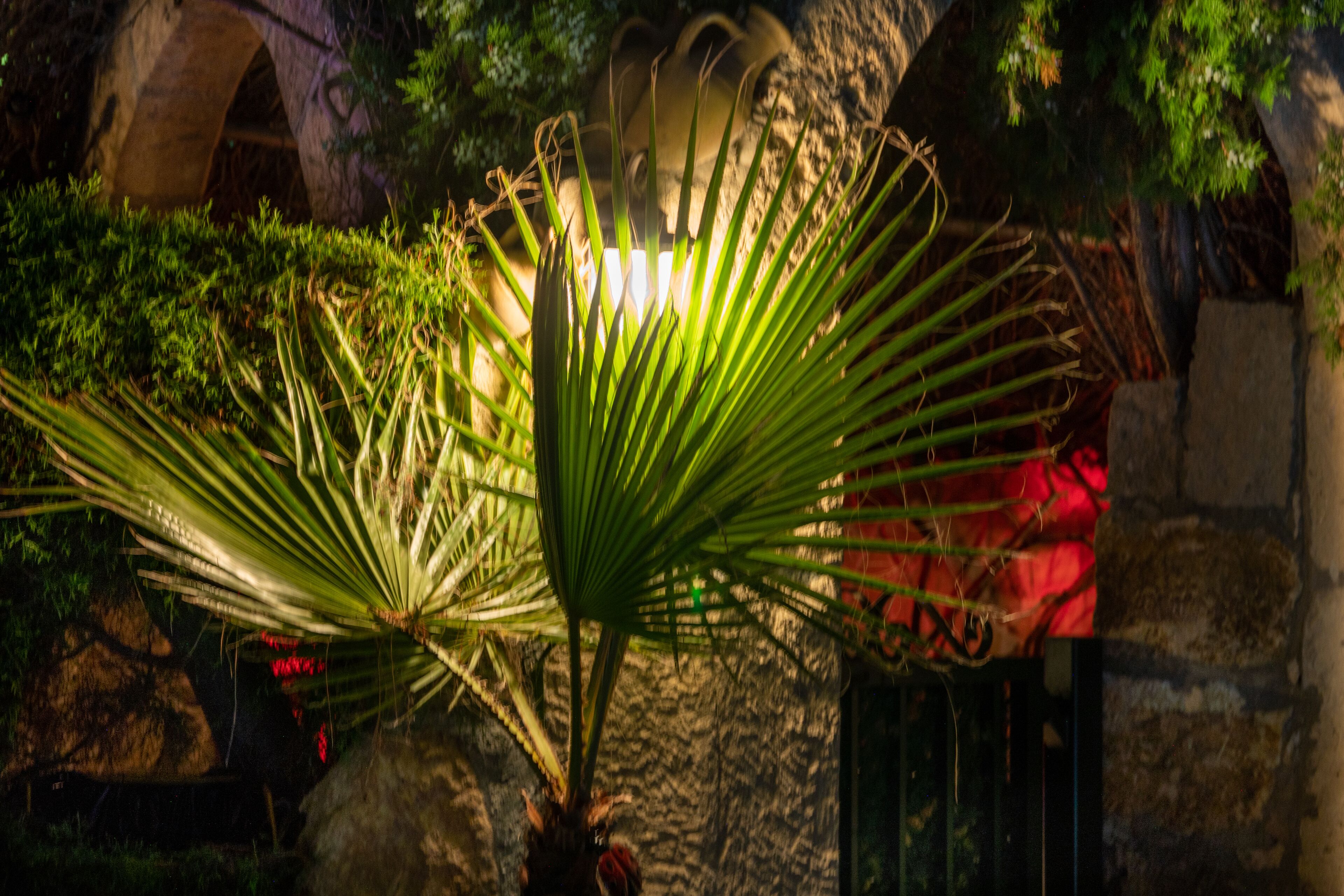 A palm tree in a garden with a stone wall and a red object in the background.