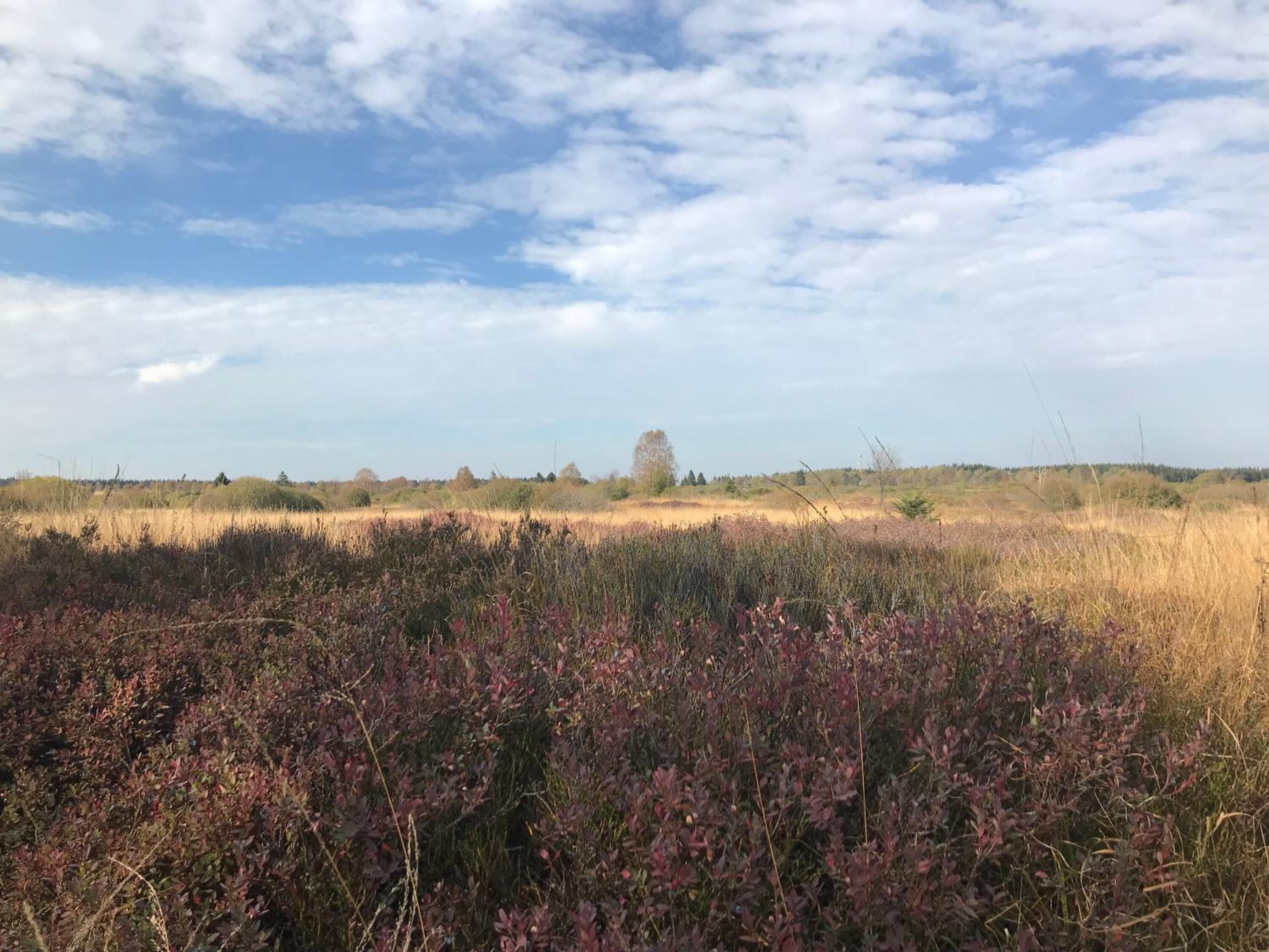 A natural landscape with a field of tall grasses and shrubs, a clear sky with scattered clouds, and a distant tree line.
