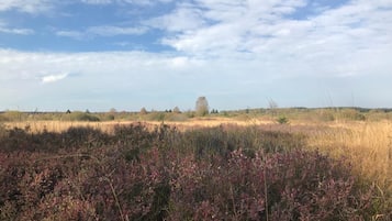 A natural landscape with a field of tall grasses and shrubs, a clear sky with scattered clouds, and a distant tree line.