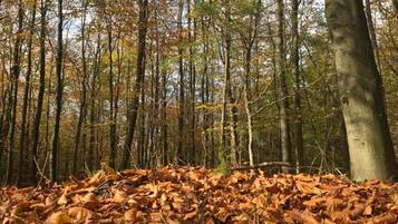 Ein mit herabgefallenen Blättern bedeckter Waldboden.