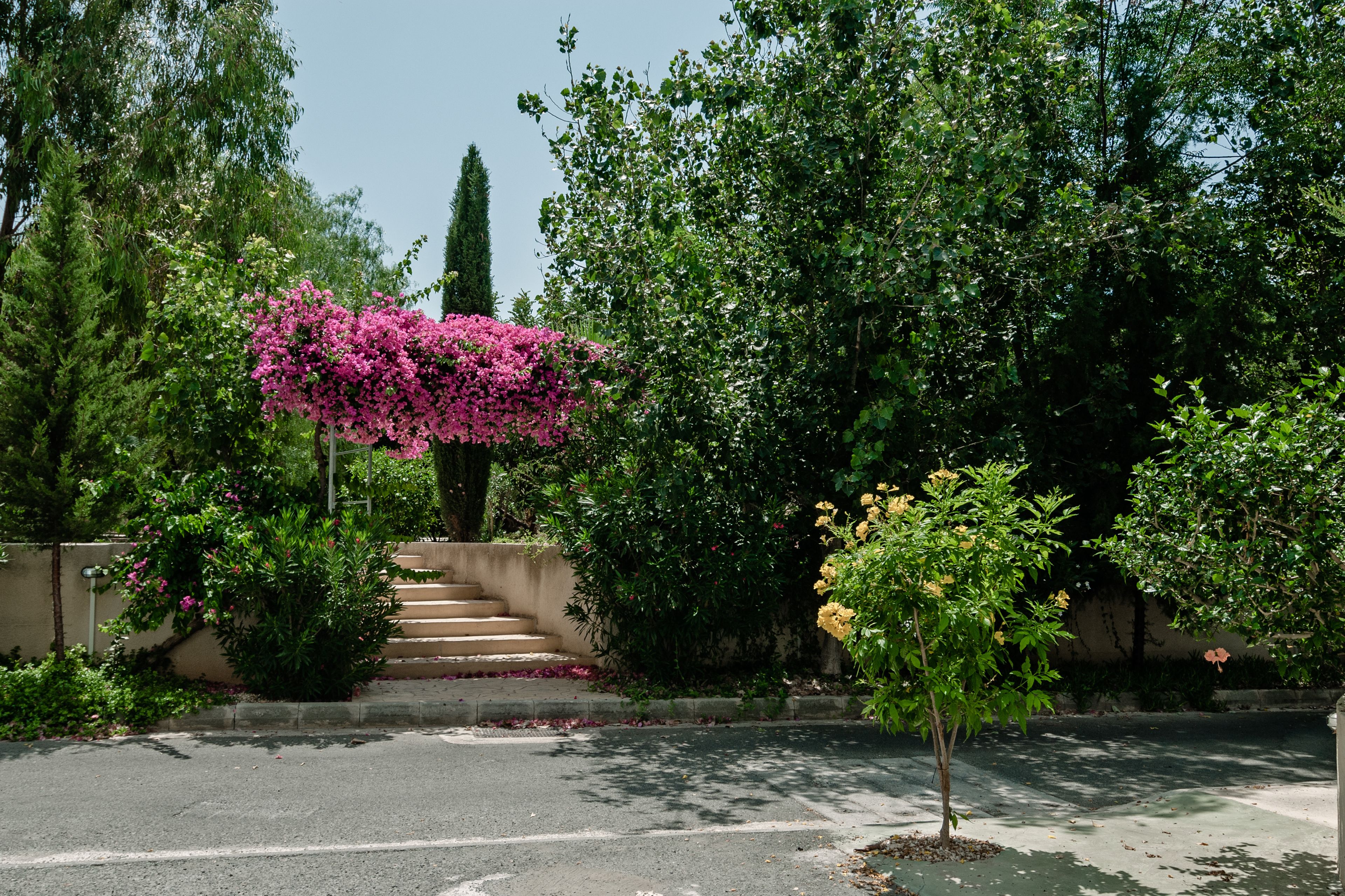 Rua residencial com escadaria que leva a uma casa, cercada por vegetação exuberante e plantas floridas.