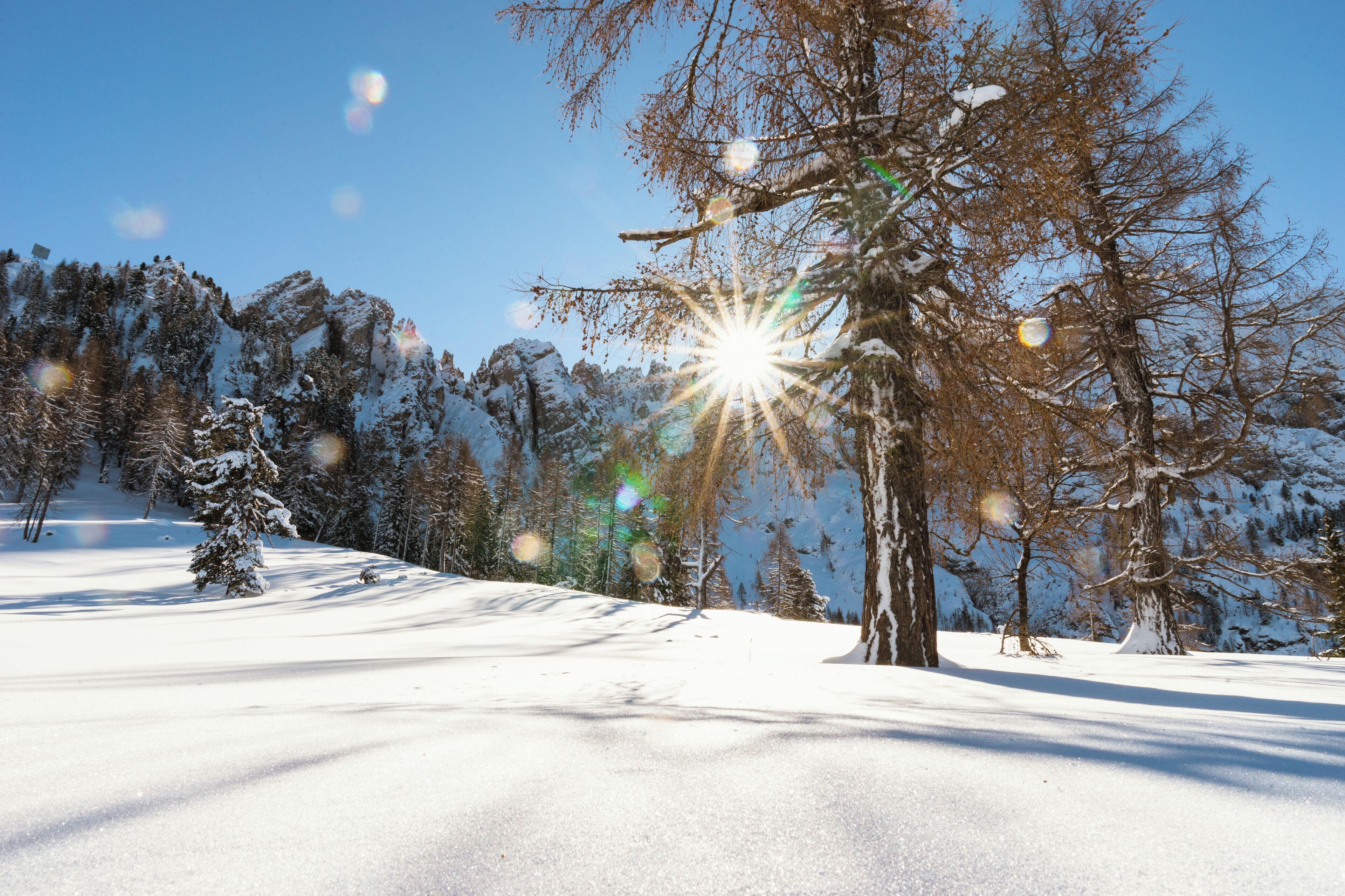 A snowy landscape with trees and a clear sky.