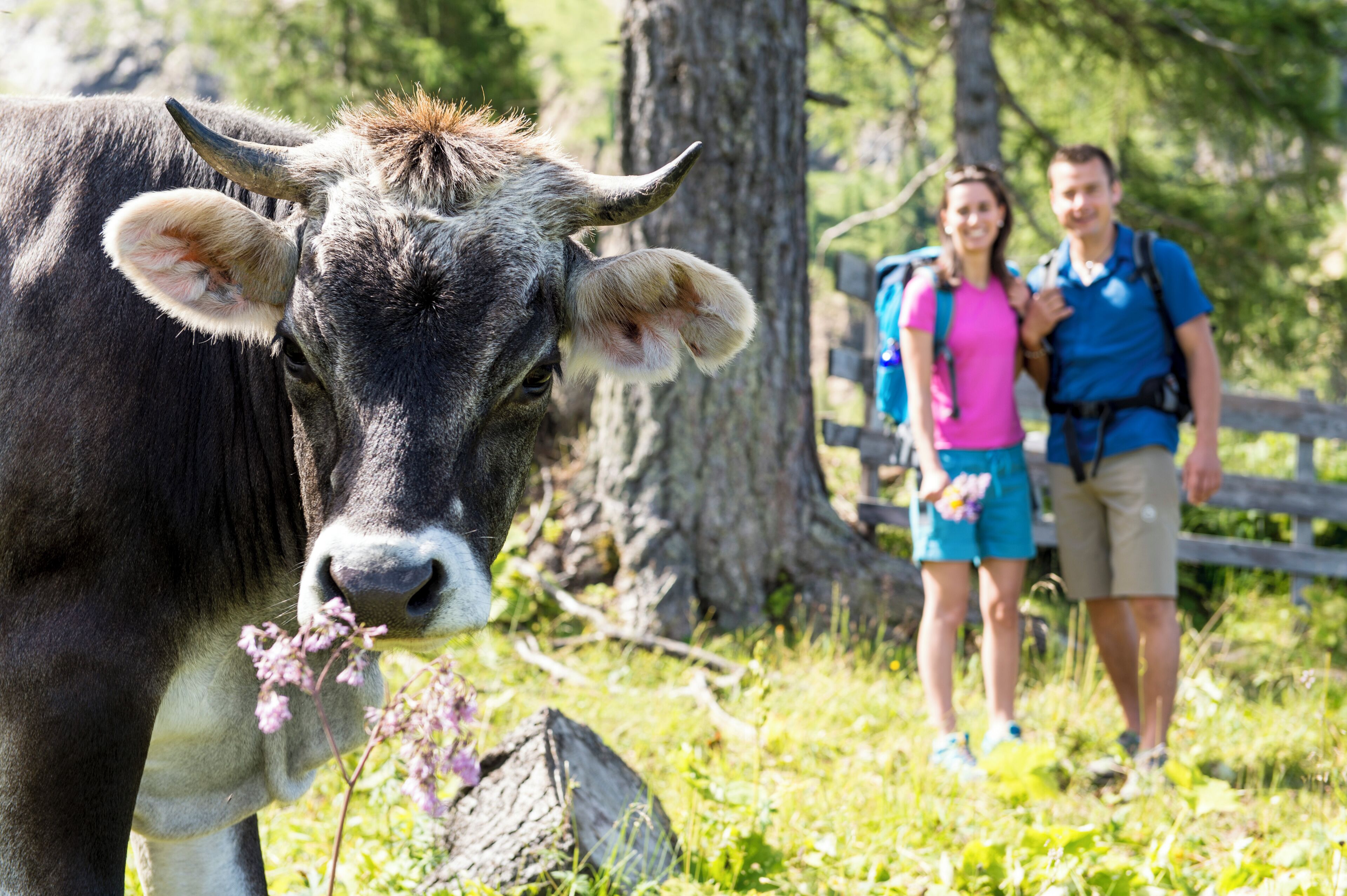 A cow grazing near a tree and a wooden fence.