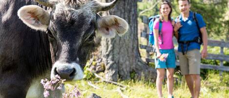 A cow grazing near a tree and a wooden fence.