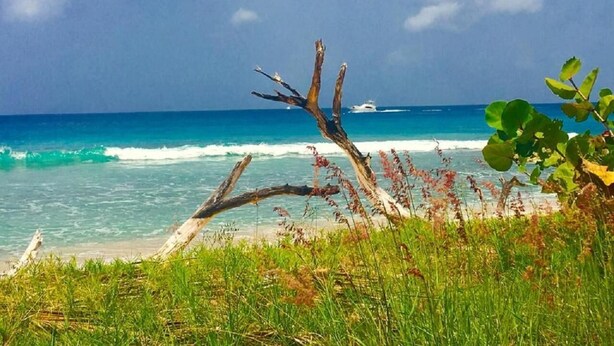 Ein Strand mit einem umgestürzten Baum im Vordergrund, blauem Himmel und dem Meer im Hintergrund.