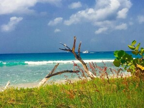 A beach with a fallen tree in the foreground, a clear blue sky, and the ocean in the background. - LeMarida Suites (Speightstown)