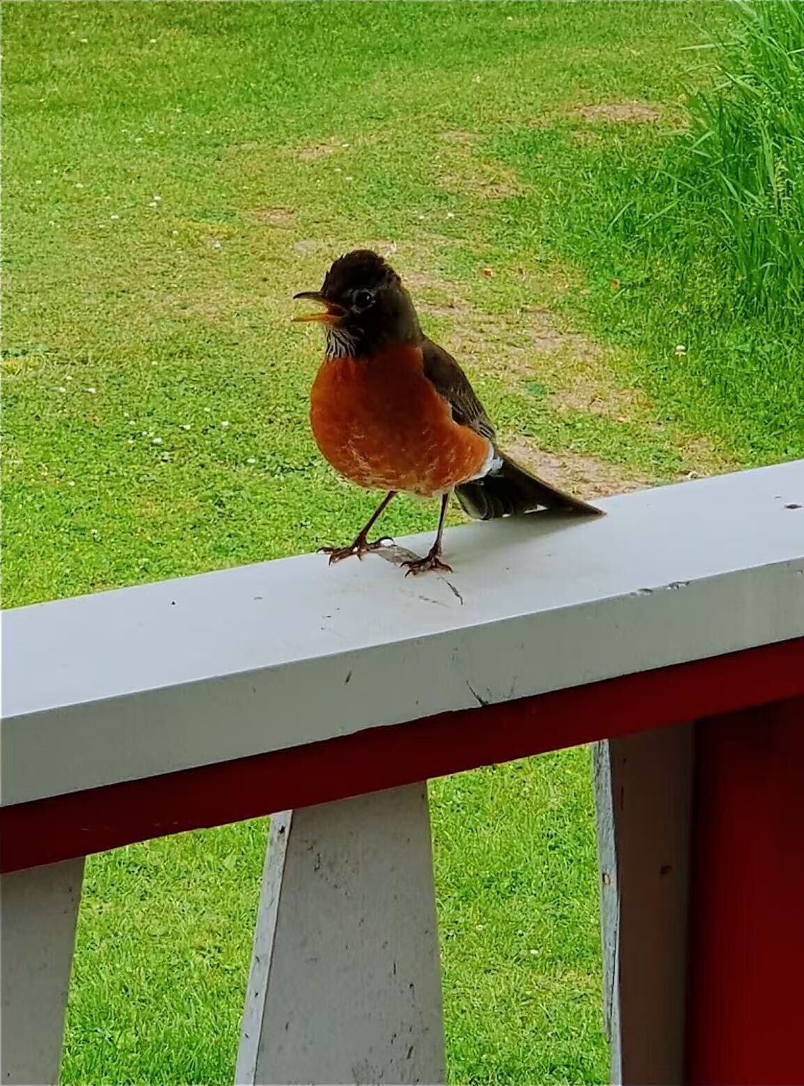A bird on a white railing.