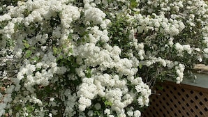 Un arbusto denso con flores blancas frente a una casa con cerca de madera y una ventana.