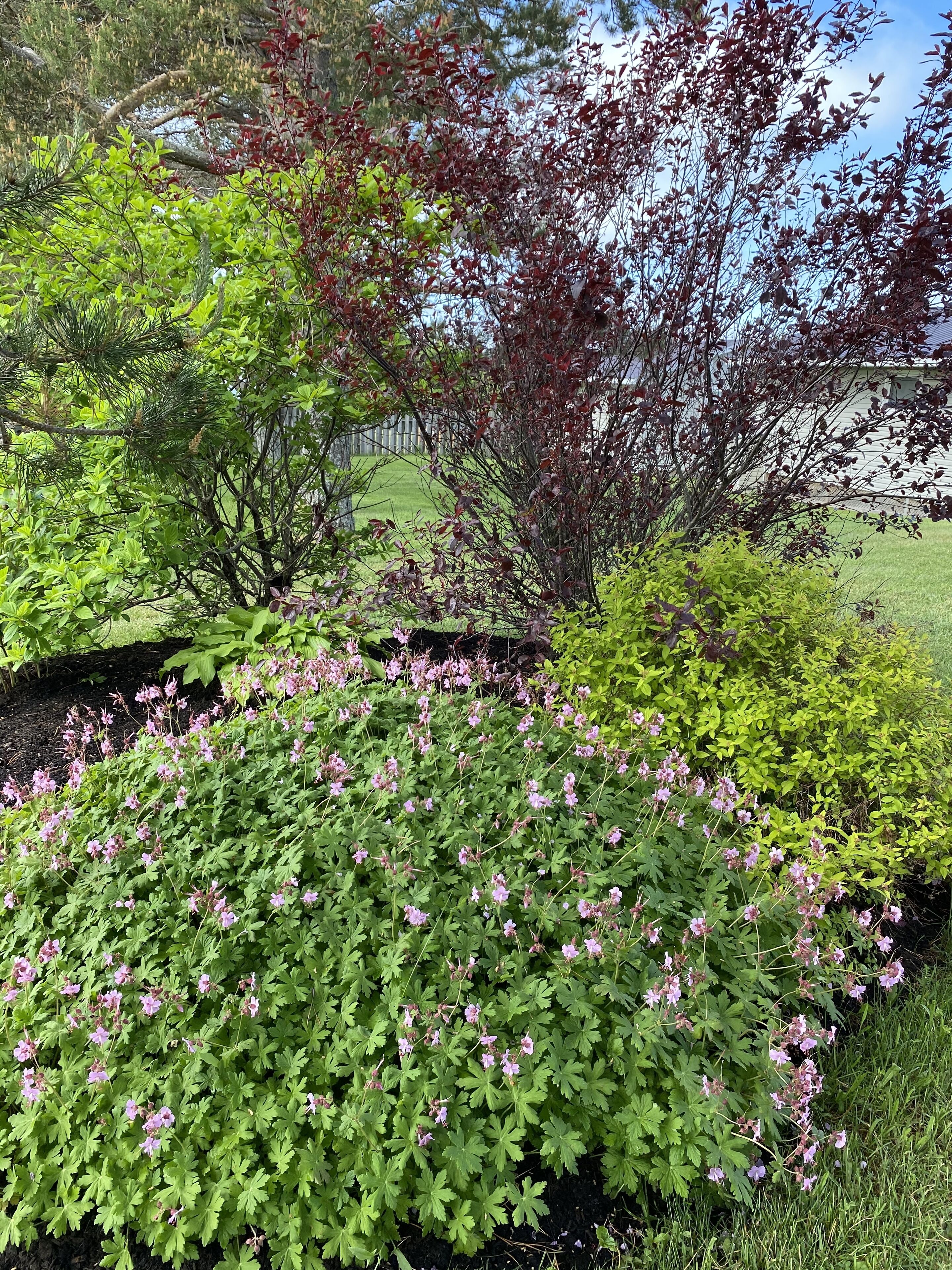 Un jardín con diversas plantas y flores, incluyendo flores rosas y follaje verde.
