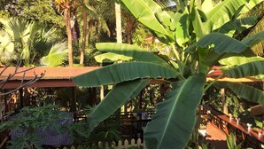 Een weelderige tuin met bananenbomen, een houten omheining en een dakbedekking van tegels.