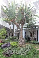 Un patio con un gran árbol, diversas plantas y un edificio con balcones al fondo.