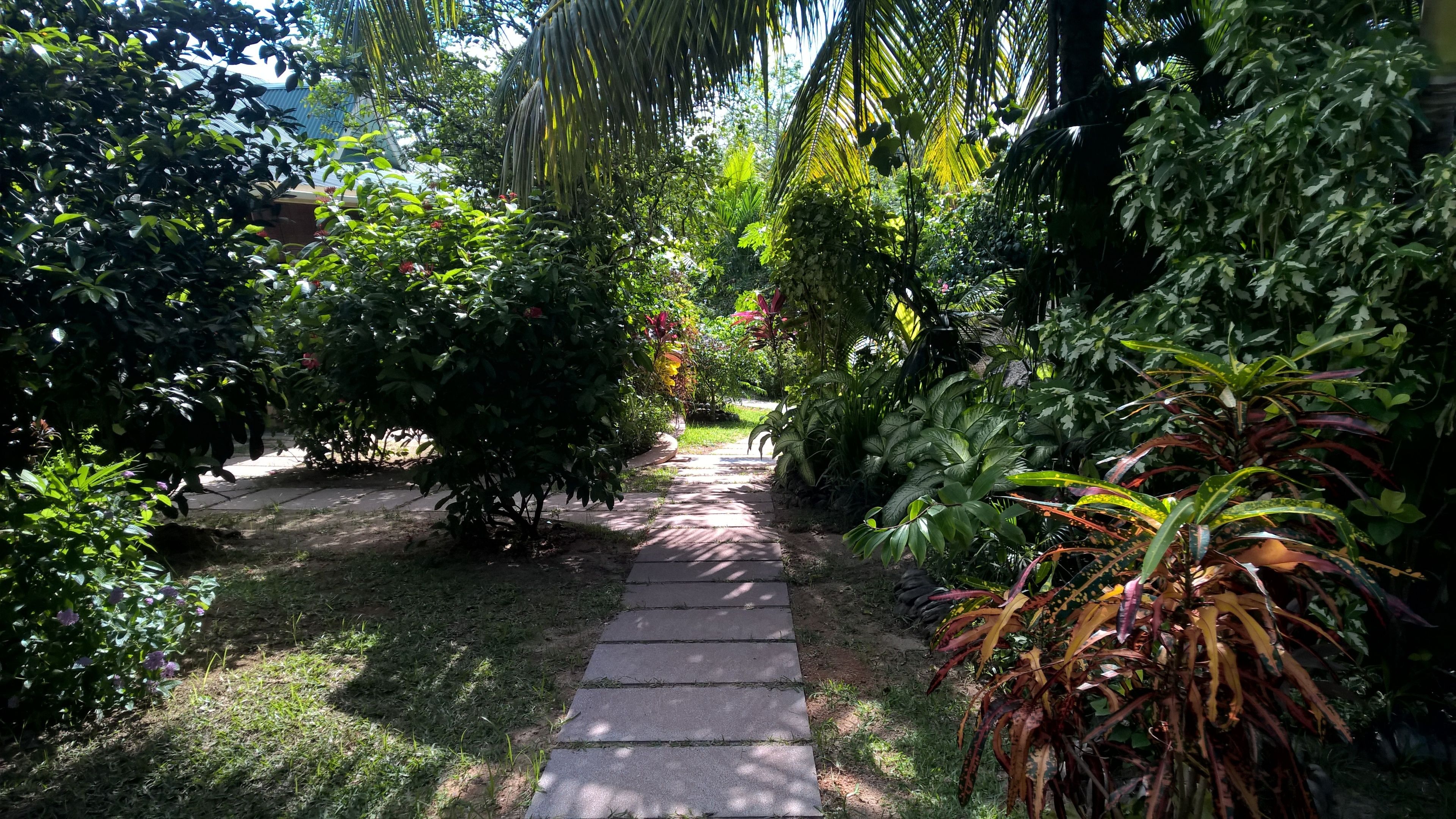 A garden pathway surrounded by lush greenery and various plants.