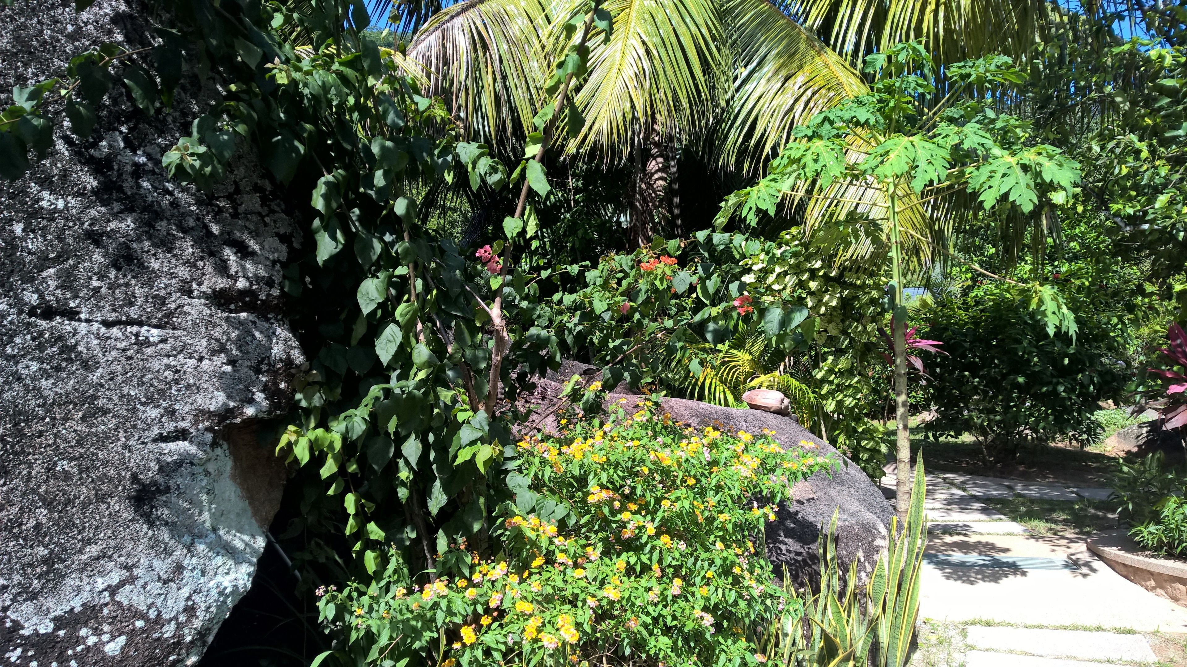 A garden with a large rock, various plants, and a palm tree.