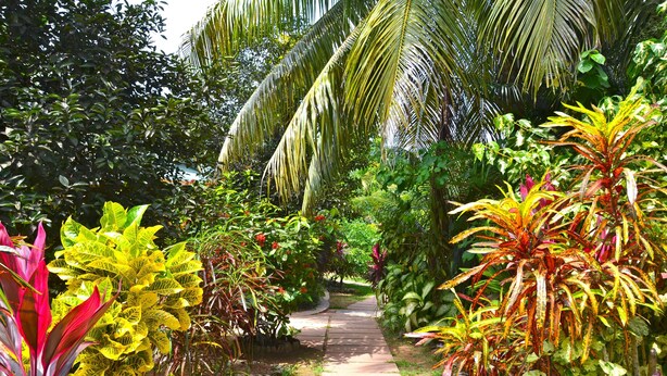 A garden pathway surrounded by various tropical plants and palm trees. - Cocotier Du Rocher (La Digue)