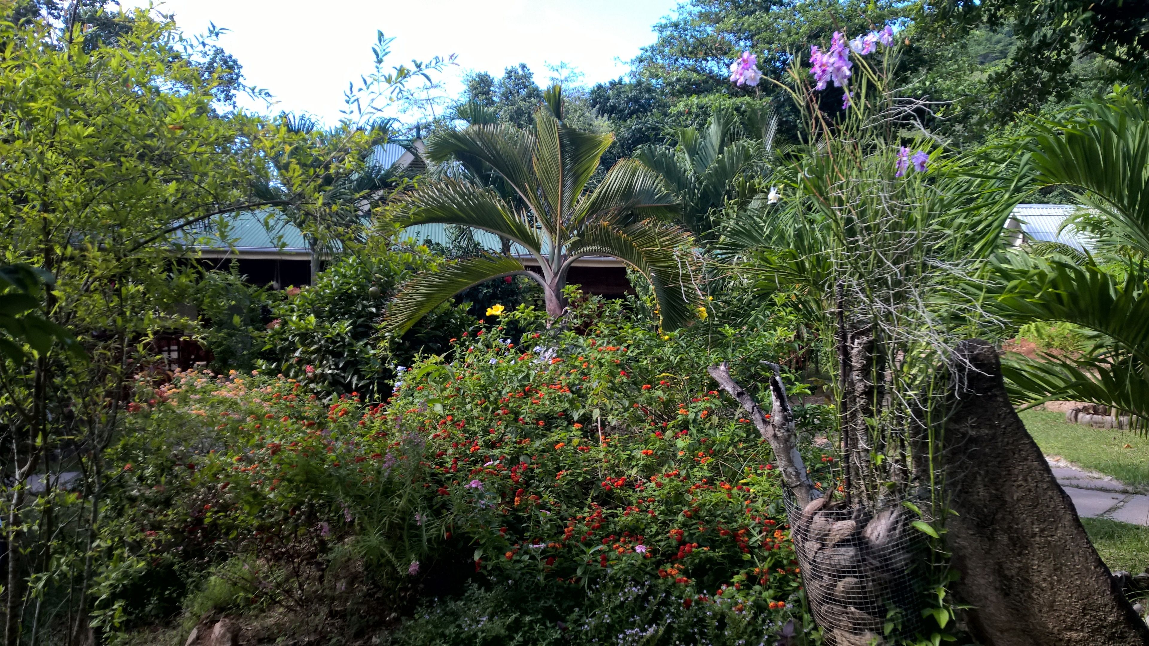 A lush garden with a variety of plants and flowers, a palm tree, and a building in the background.