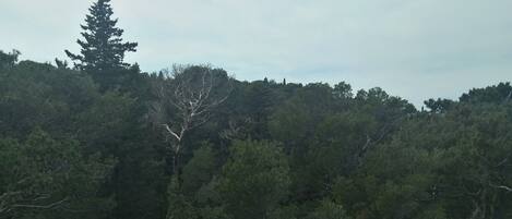 A view of a forested area from a balcony with a concrete ledge.