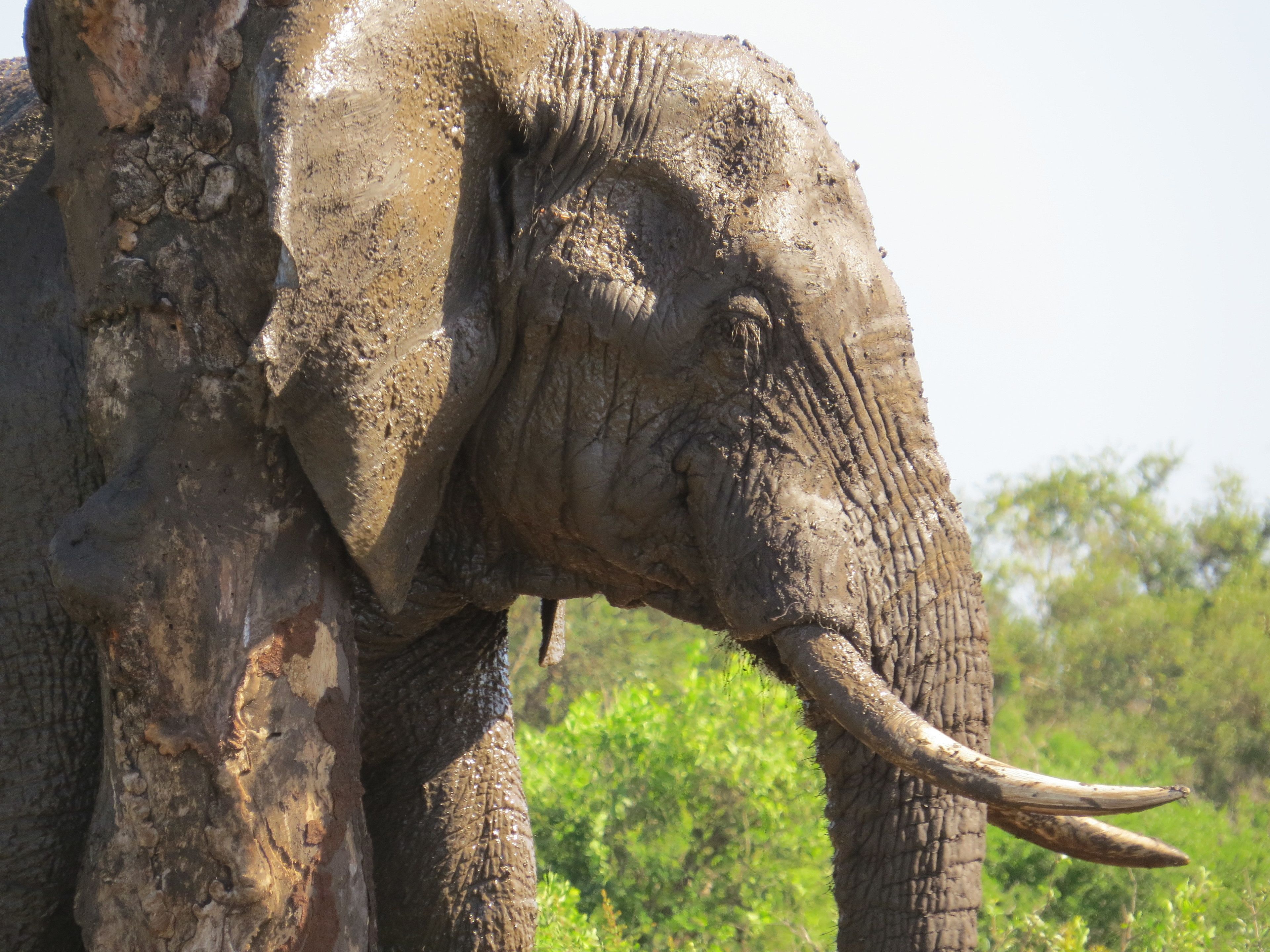 Un elefante con colmillos de pie junto a un árbol.