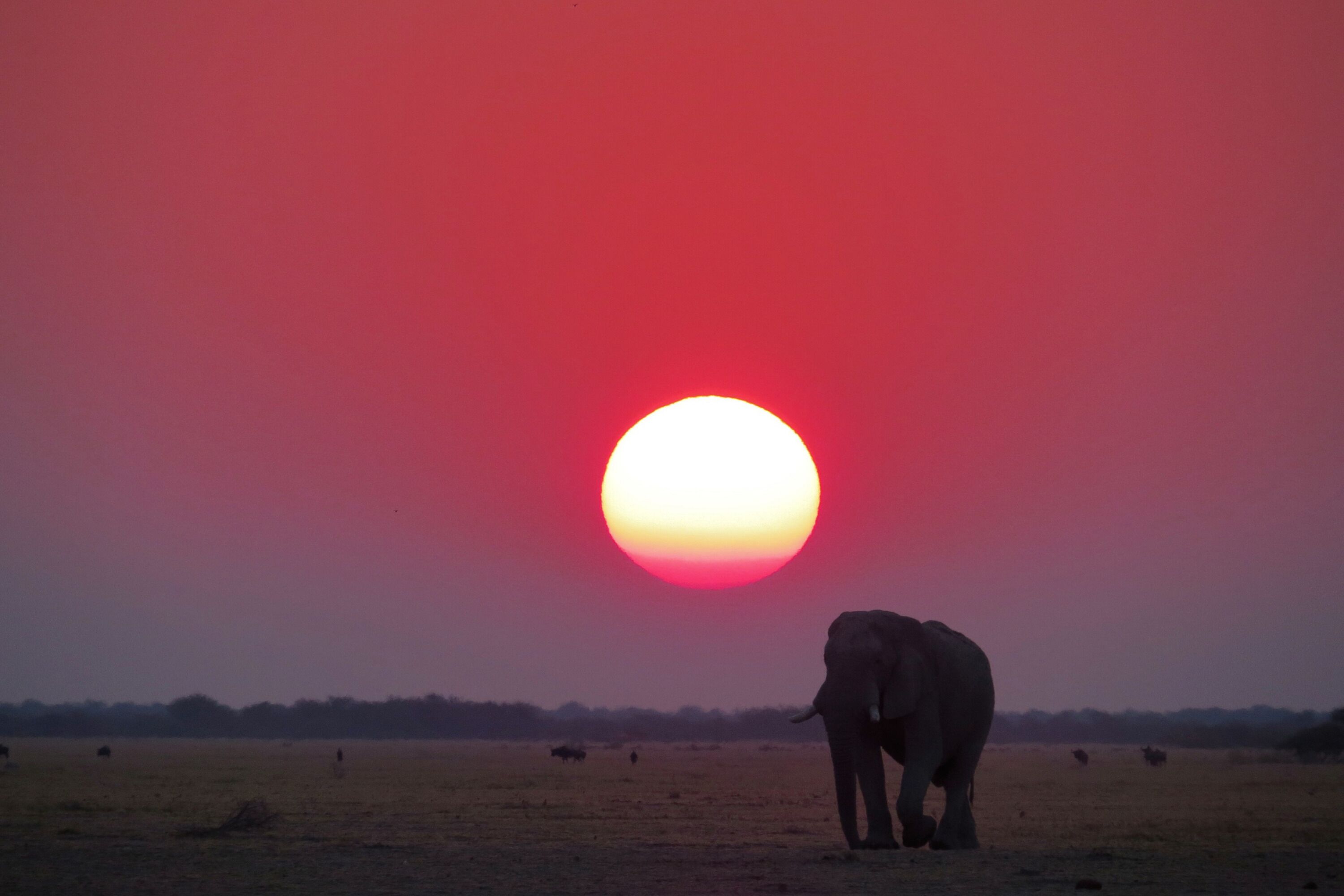 A sunset with an elephant in a field.