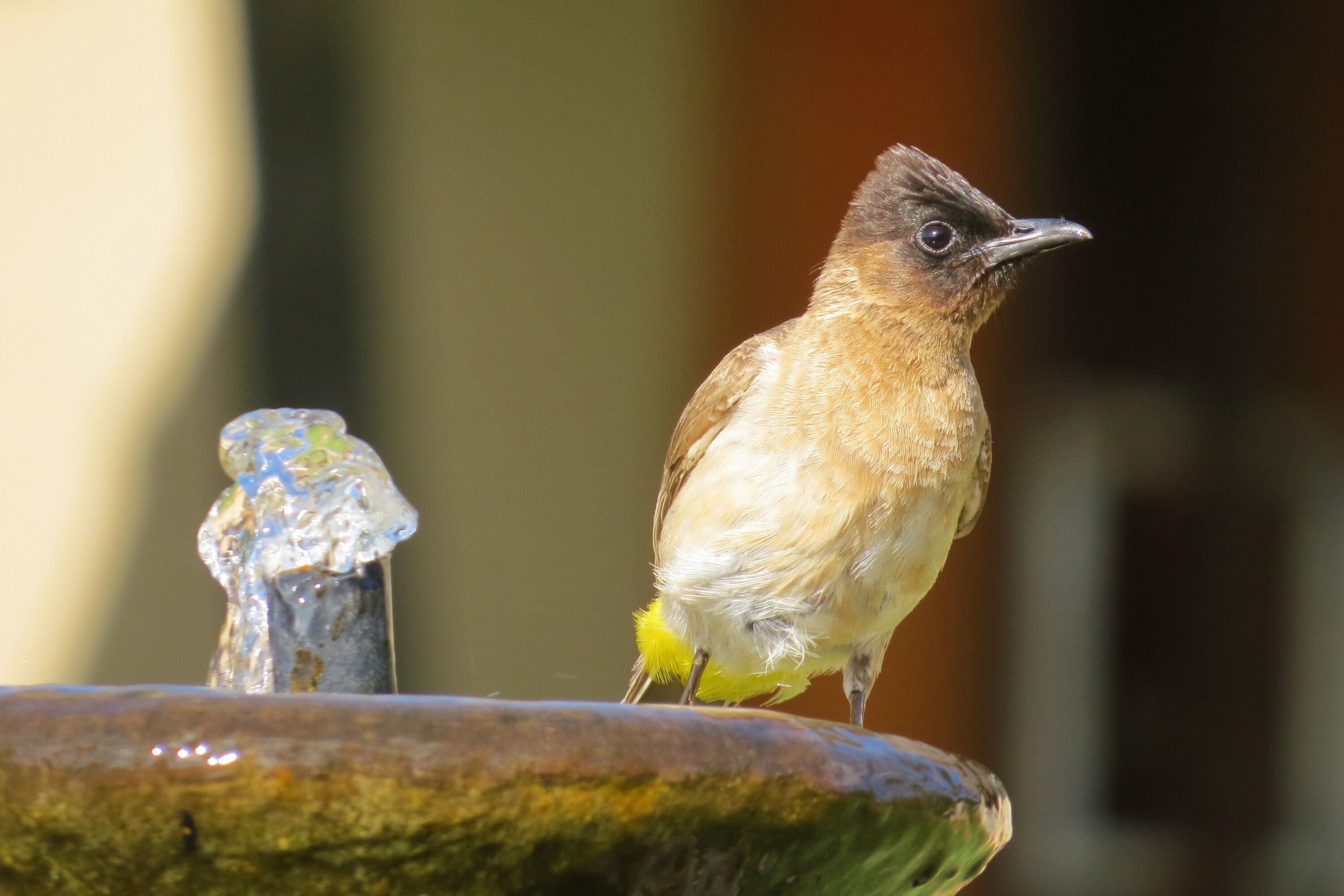 A bird perched on a fountain.