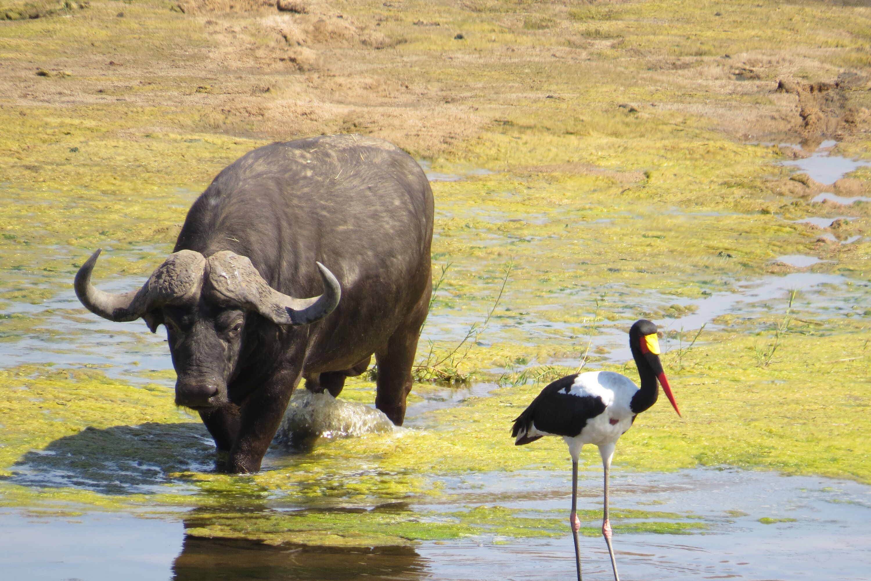 A bull and a bird in a shallow water body with green vegetation.