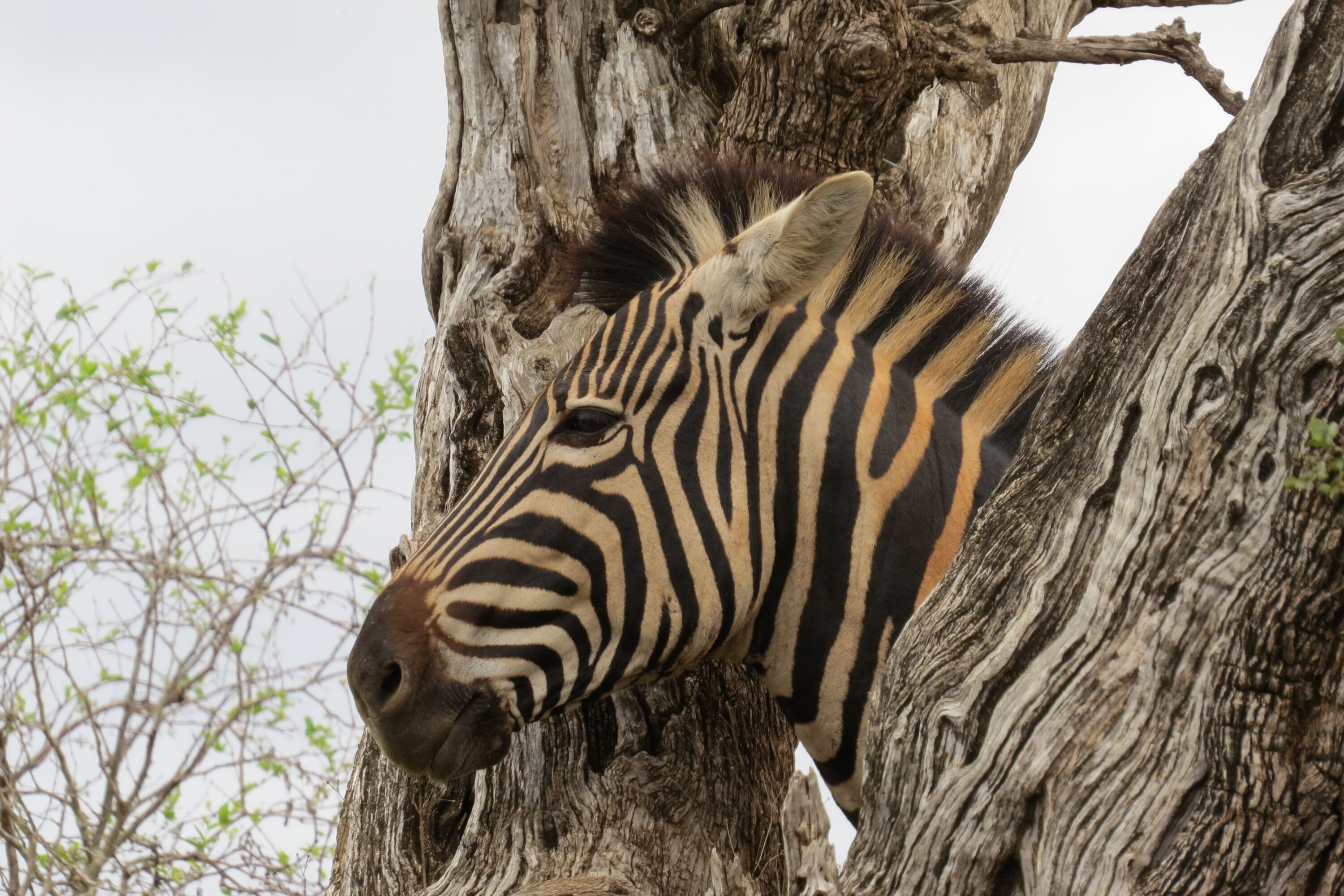 Ein Zebra, teilweise von einem Baumstamm verdeckt.