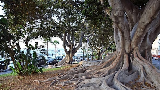 A large tree with extensive roots in a landscaped area with parked cars and buildings in the background. - Al Torrione (Reggio Calabria)