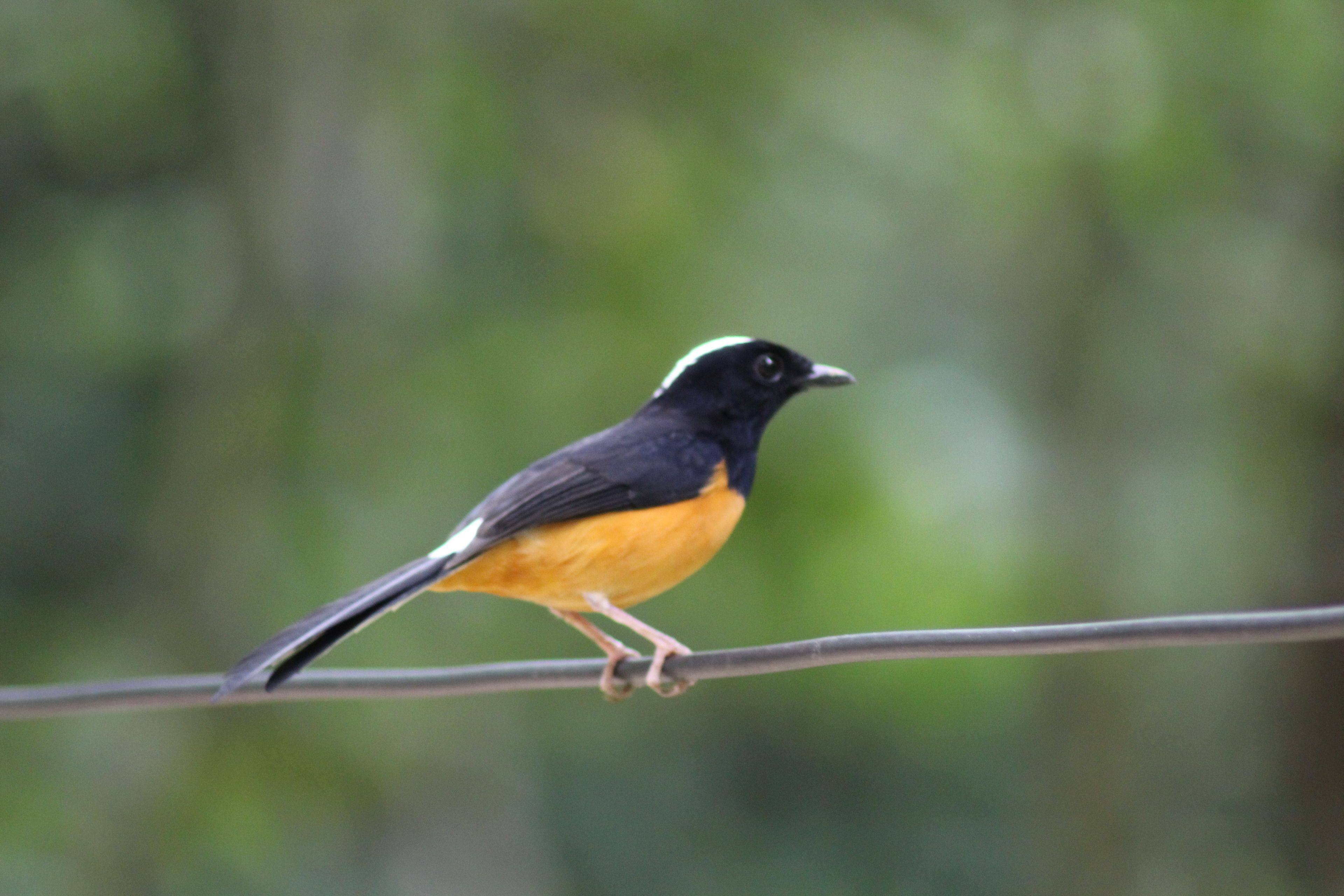 A bird perched on a wire.