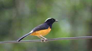 A bird perched on a wire.