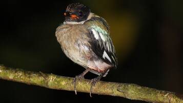 Ein Vogel sitzt auf einem Ast.