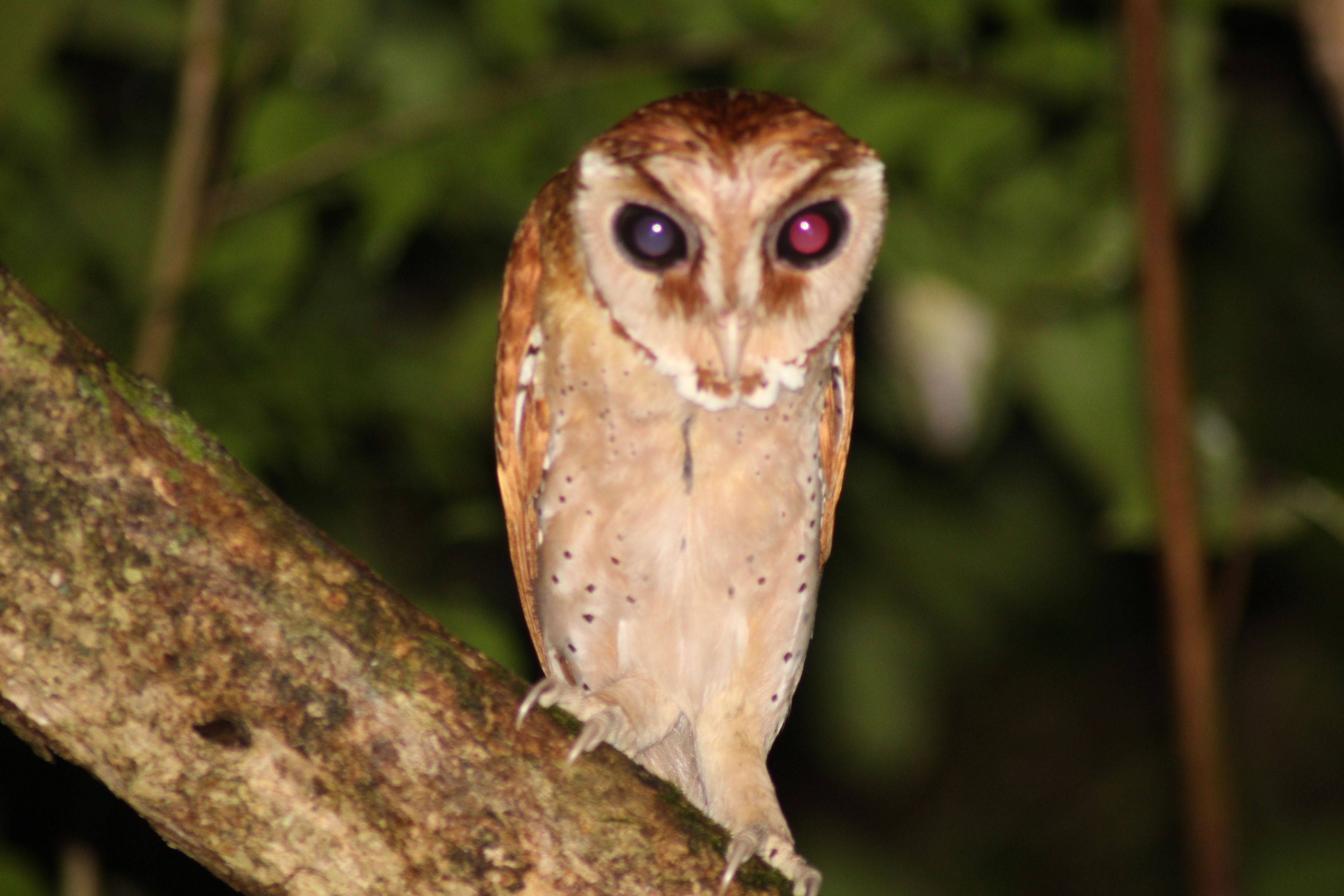 An owl perched on a branch.