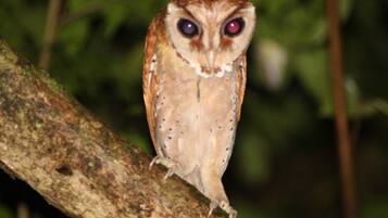 An owl perched on a branch.