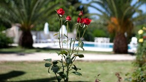 Un jardin agrémenté de rosiers rouges, de palmiers et d’une fontaine.