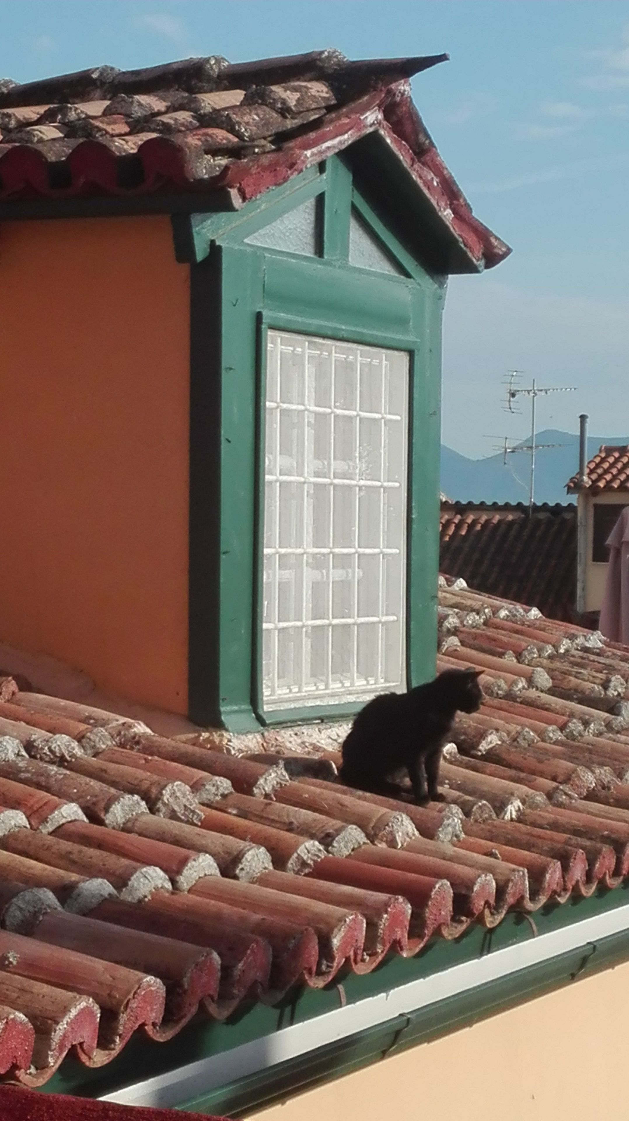 A black cat sitting on a tiled roof with a green and orange building in the background.