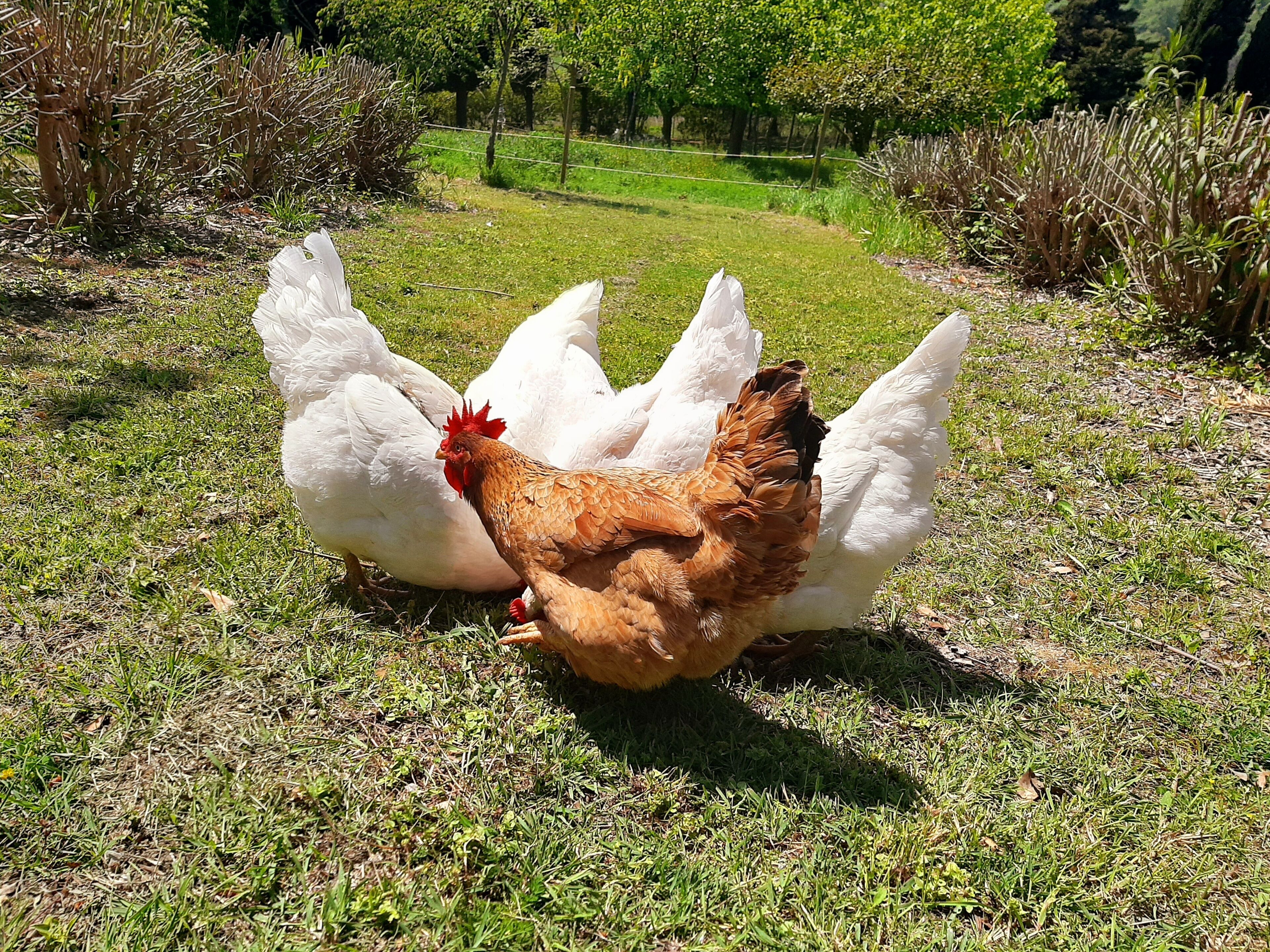 A chicken with white feathers and a red comb, and a brown chicken, both on a grassy field.