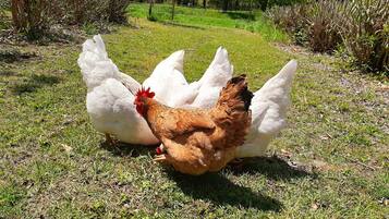 A chicken with white feathers and a red comb, and a brown chicken, both on a grassy field.