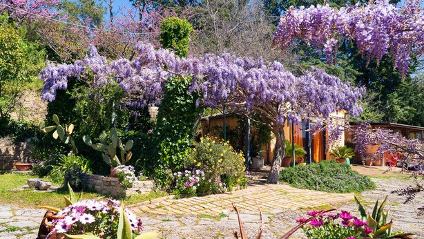 Un jardín con enredaderas de glicina morada, plantas en macetas y un sendero de piedra.