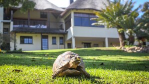 Een schildpad op een gazon voor een gebouw met twee verdiepingen en een rieten dak, met grote ramen.