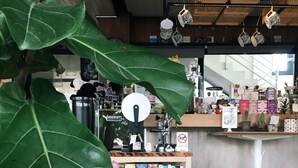 A coffee shop interior with a large green plant, a coffee machine, and various items on shelves. - 26 Bed and Coffee (Chonburi)