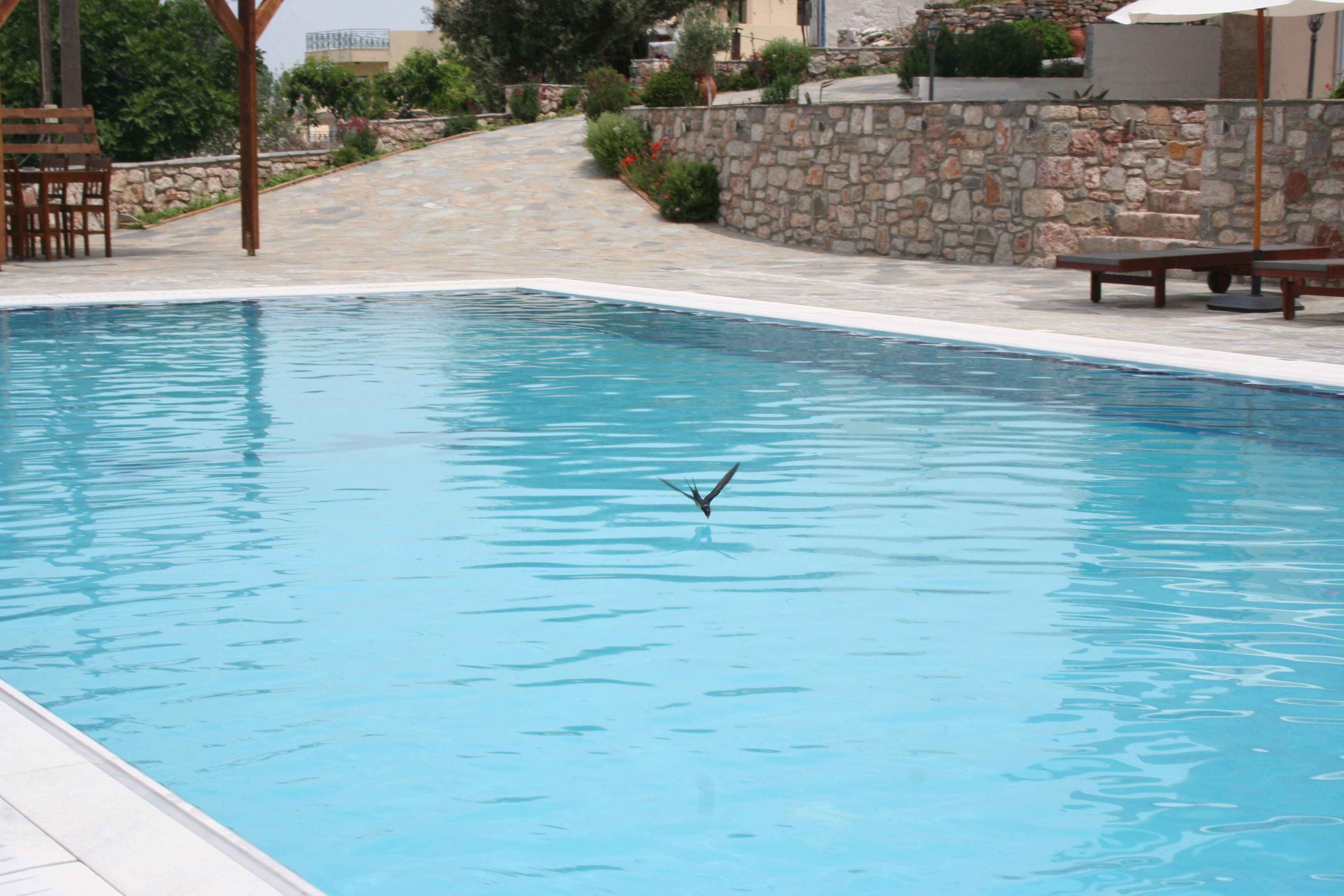 Piscine extérieure, chaises longues