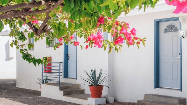 A white building with blue doors and a number 203 sign, a potted plant, and steps leading to the entrance. - Opportunity León (León)