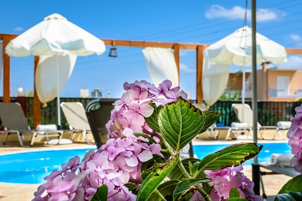 Outdoor pool, sun loungers