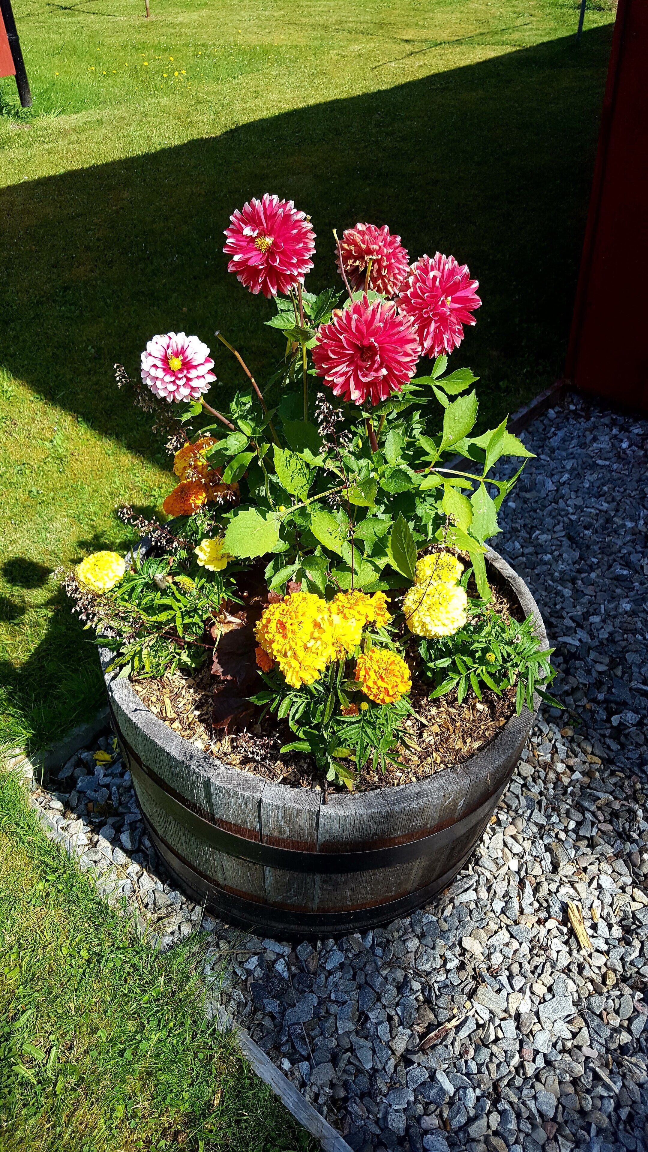 A flower bed with pink and yellow flowers, surrounded by gravel and grass.