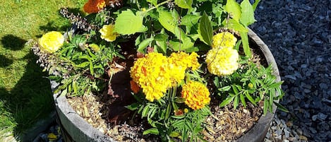 A flower bed with pink and yellow flowers, surrounded by gravel and grass.