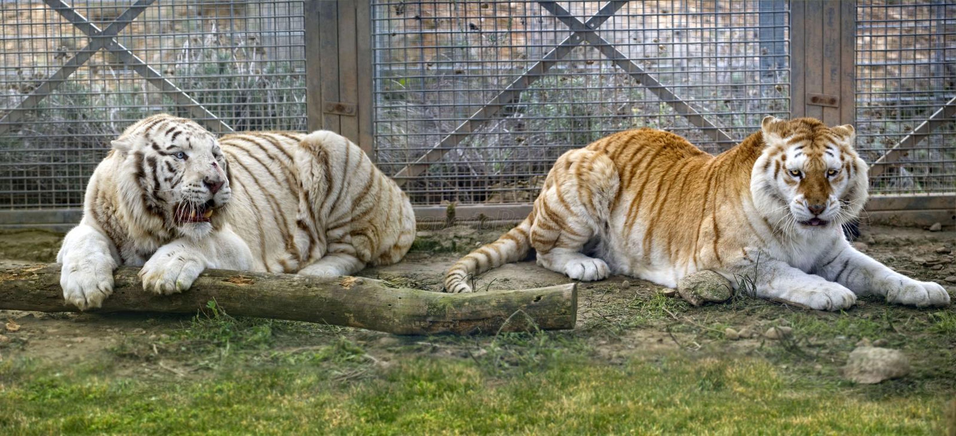 Twee tijgers in een dierenverblijf met een houten boomstam en metalen hekken.