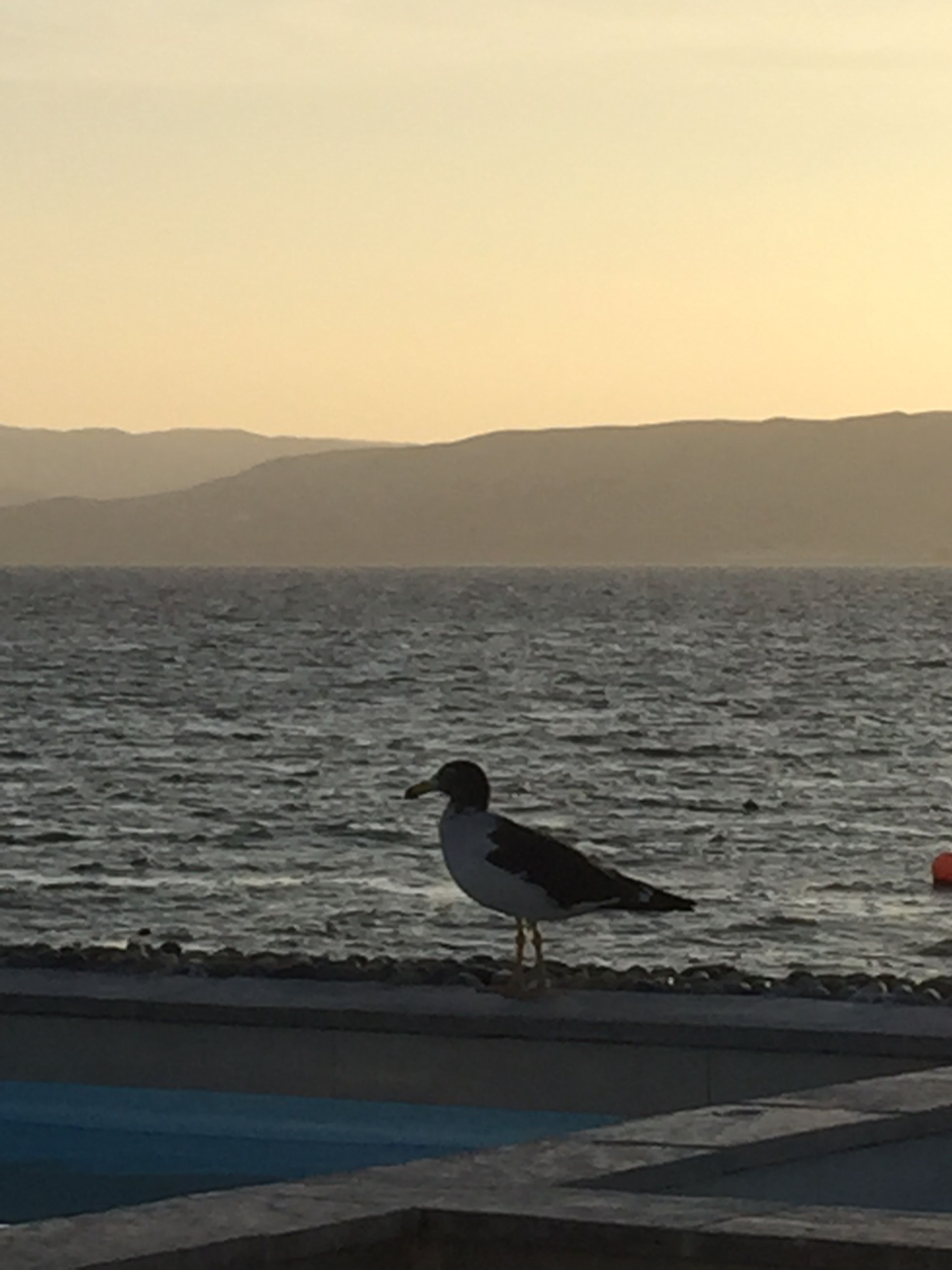 A bird standing by a body of water with a distant shoreline and mountains.