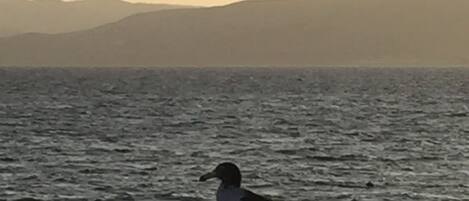 A bird standing by a body of water with a distant shoreline and mountains.