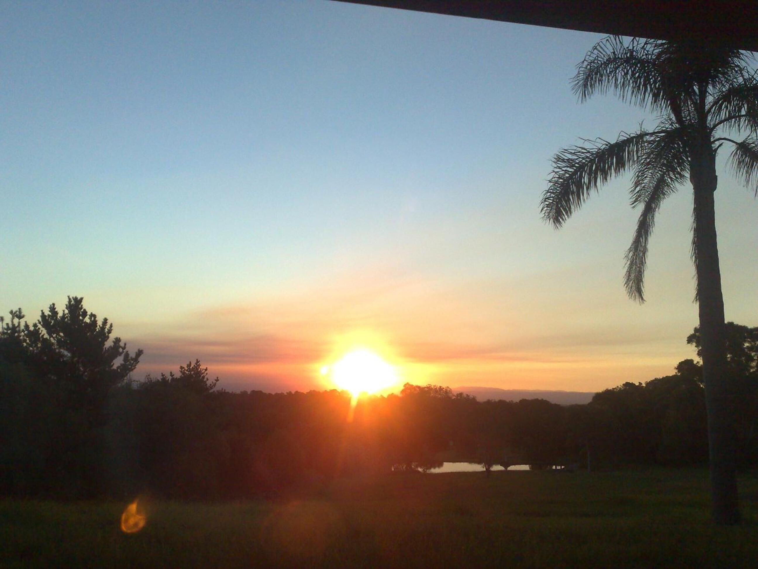 Un atardecer sobre un campo cubierto de hierba, con una palmera y una masa de agua al fondo.